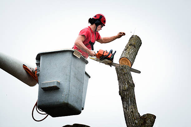 How Our Tree Care Process Works  in  Columbine, CO